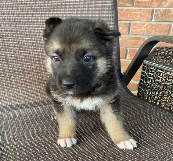 comprar cachorros sanos, baratos y asequibles para la venta